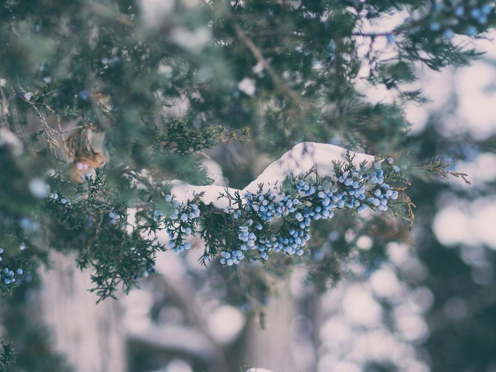Free Image of A branch with blue berries on it 