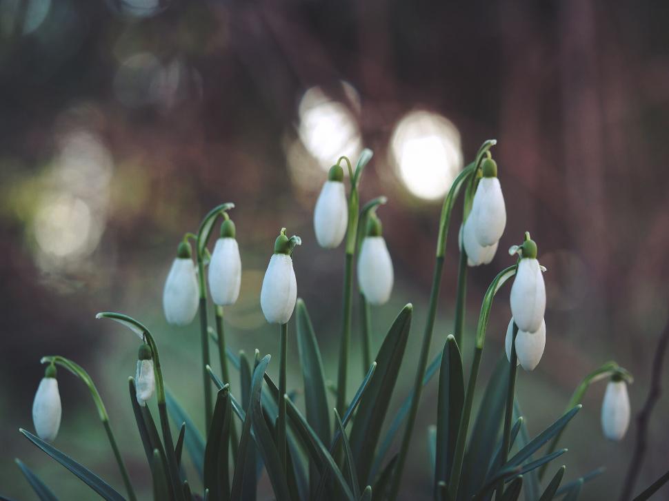 Free Image of A group of white flowers 