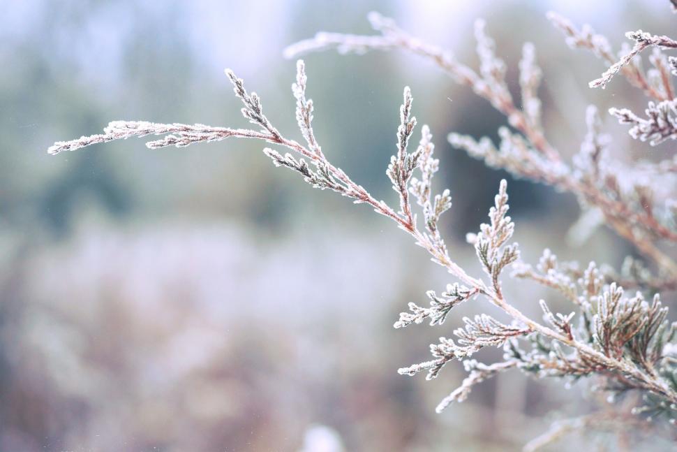 Free Image of A close up of a plant 