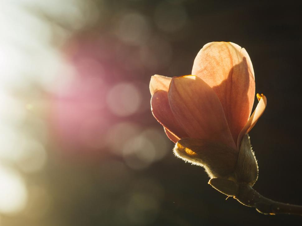 Free Image of A close up of a flower 