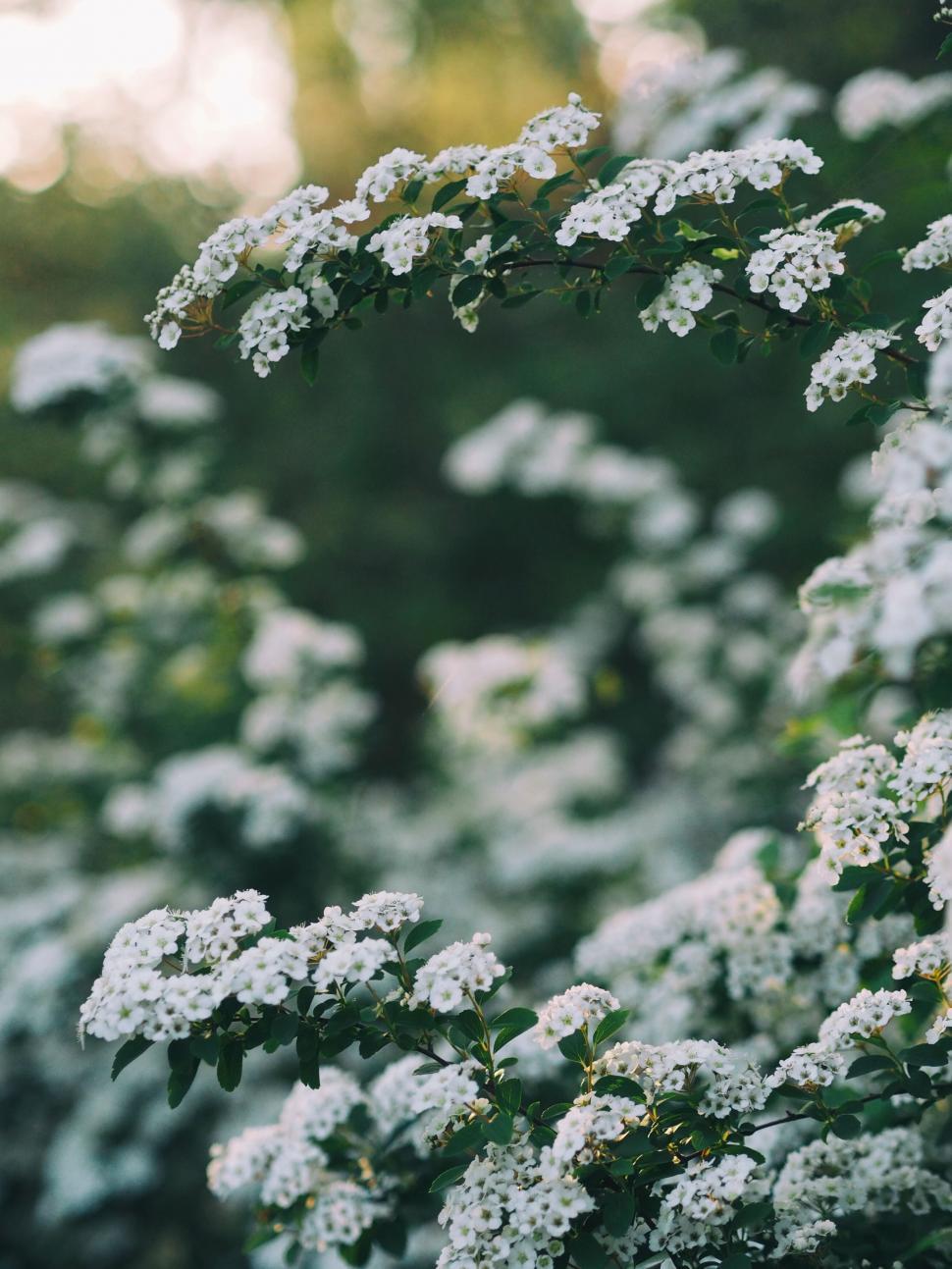 Free Image of A close up of white flowers 