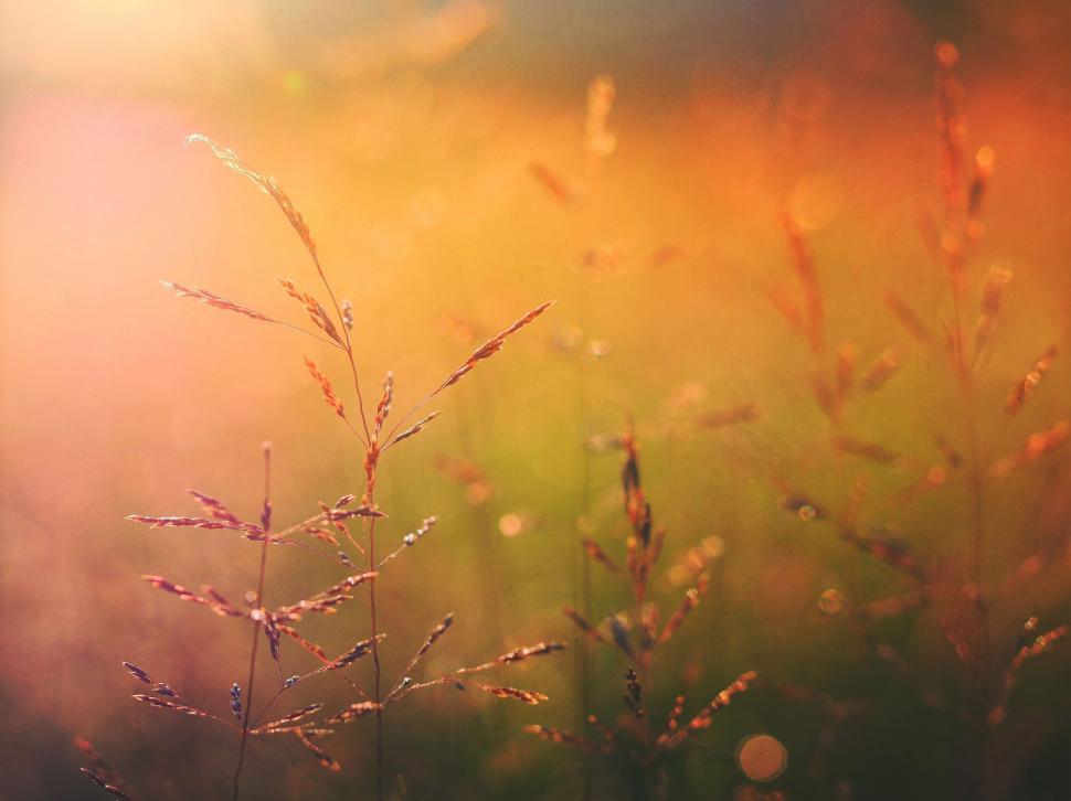 Free Image of A close up of grass 
