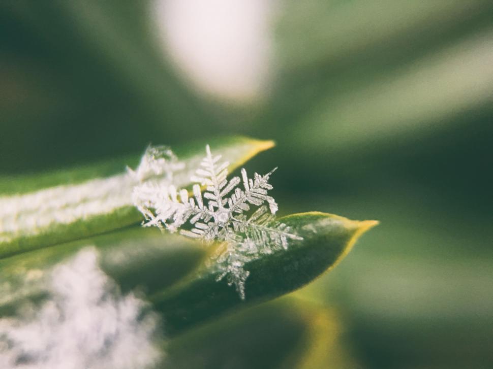 Free Image of A close up of a leaf 