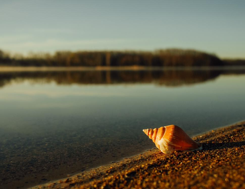 Free Image of A seashell on a beach 