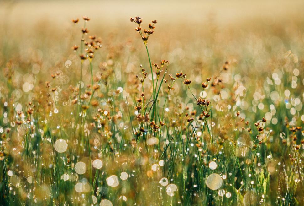 Free Image of A close up of grass with dew on it 