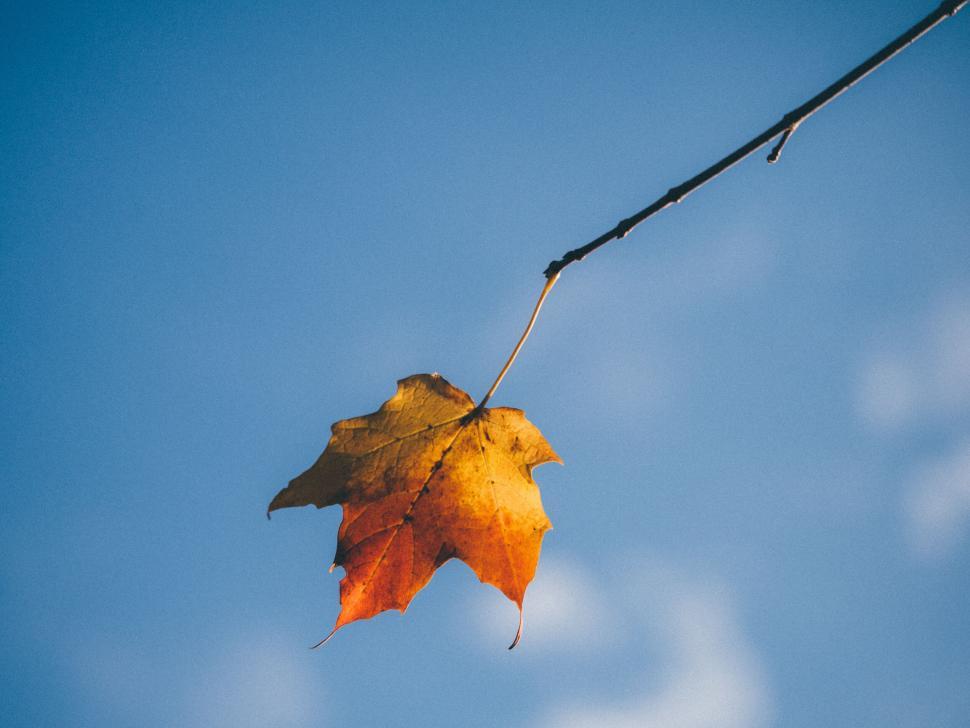 Free Image of A leaf on a branch 
