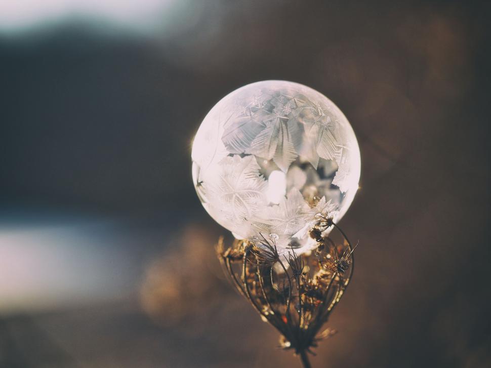 Free Image of A bubble on a plant 