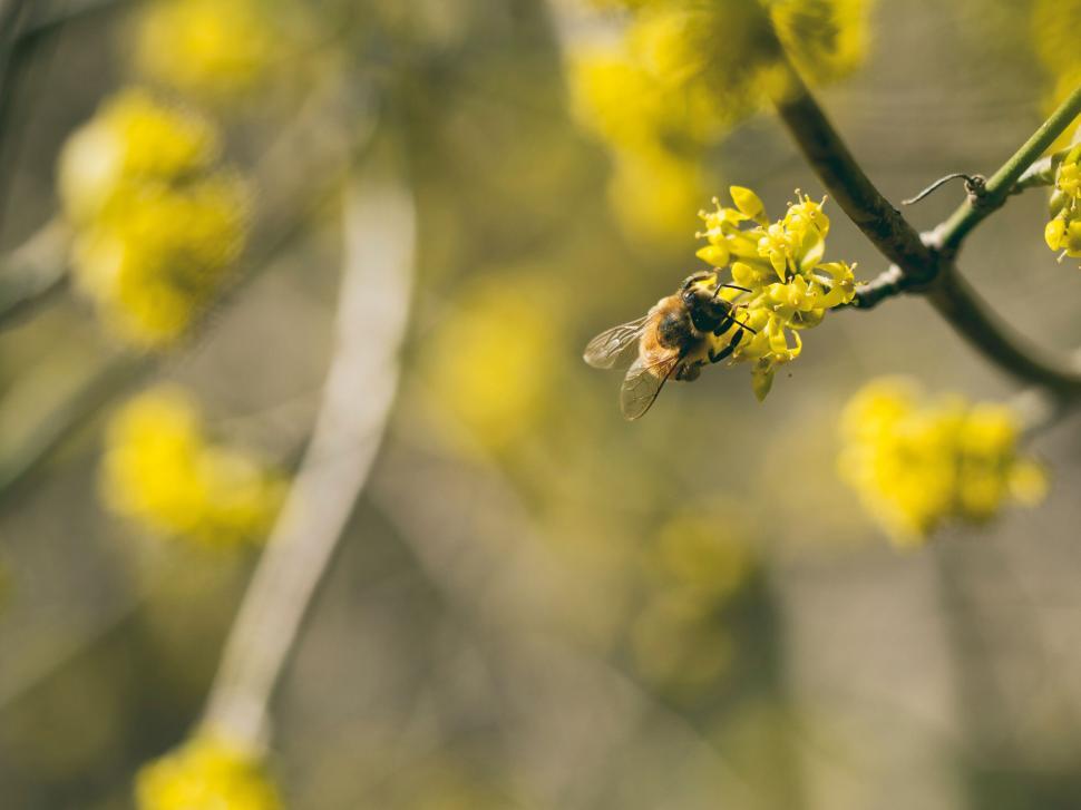 Free Image of A bee on a yellow flower 
