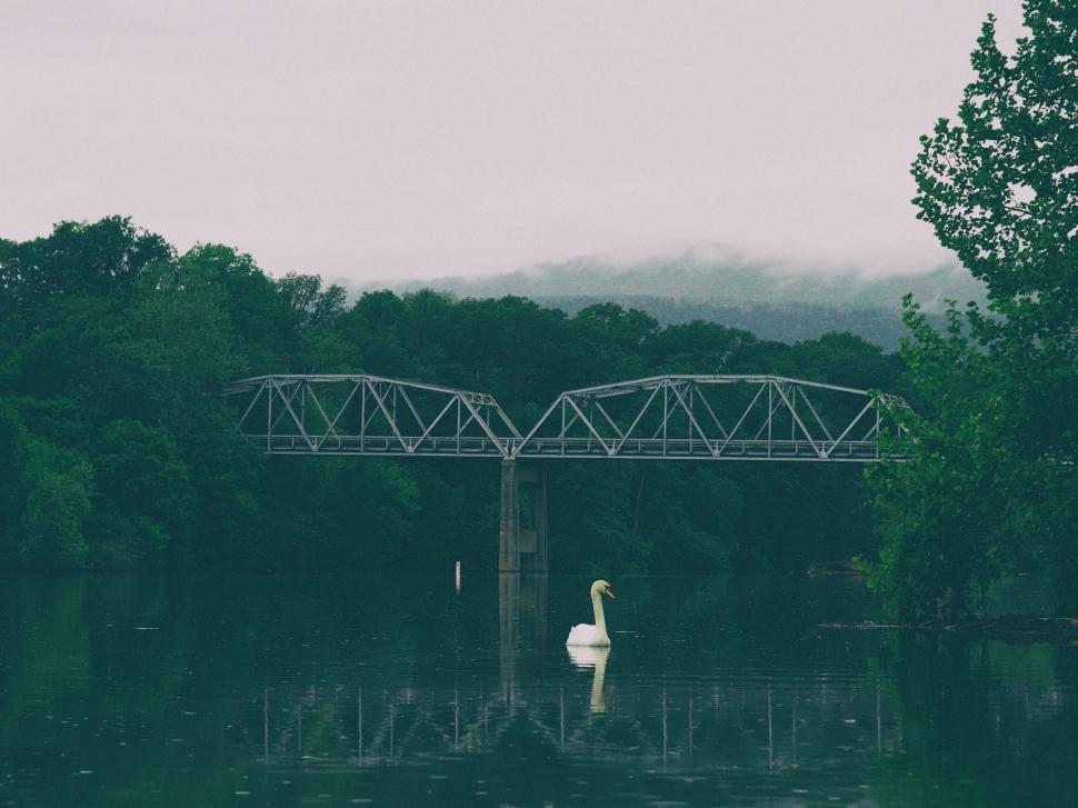 Free Image of A swan swimming in a lake under a bridge 