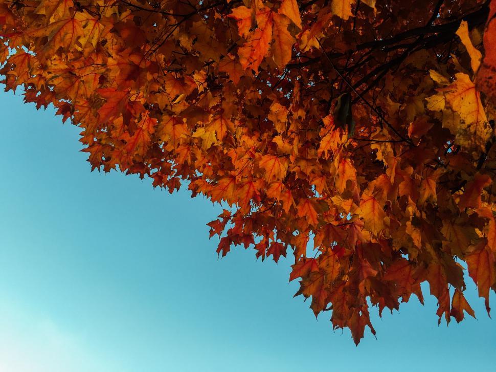 Free Image of A tree with orange leaves 
