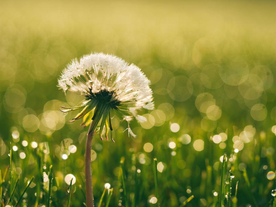 Free Image of A dandelion with water droplets on it 