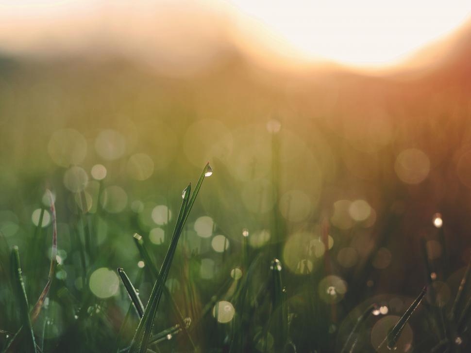 Free Image of A close up of grass with water droplets 