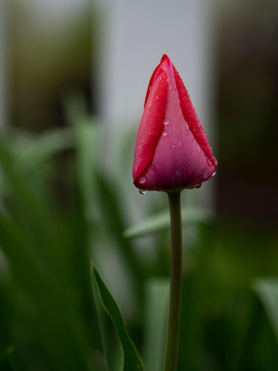 Free Image of A close up of a flower 