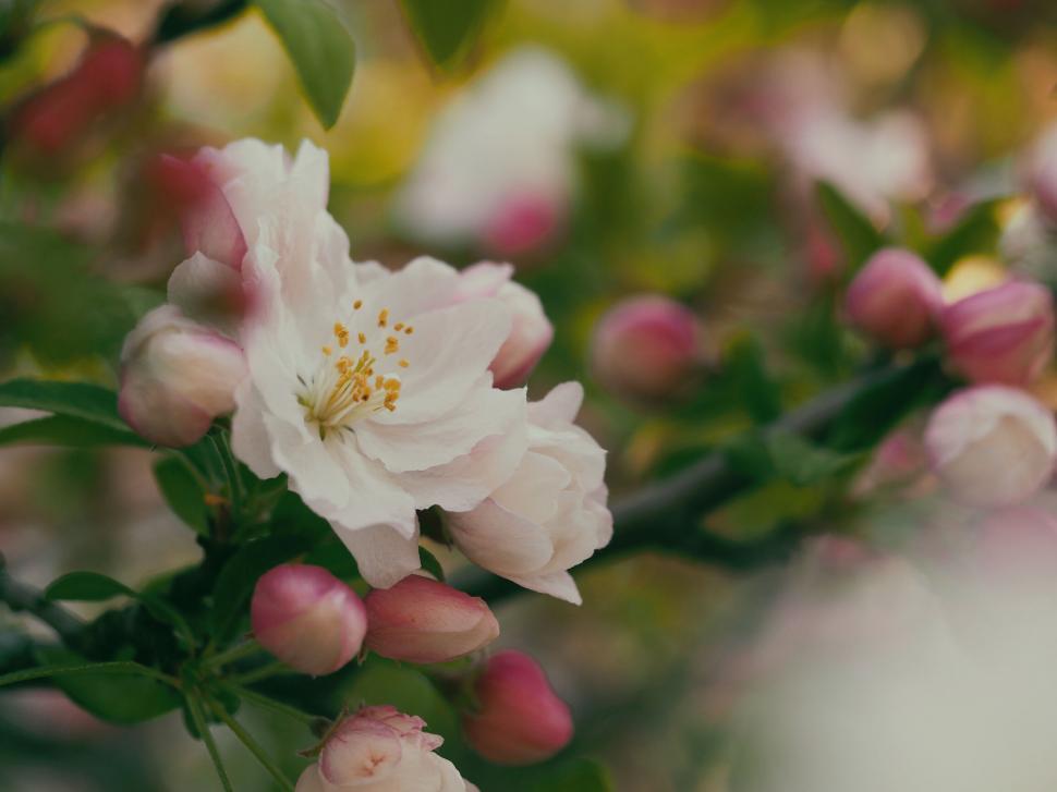 Free Image of A close up of a flower 