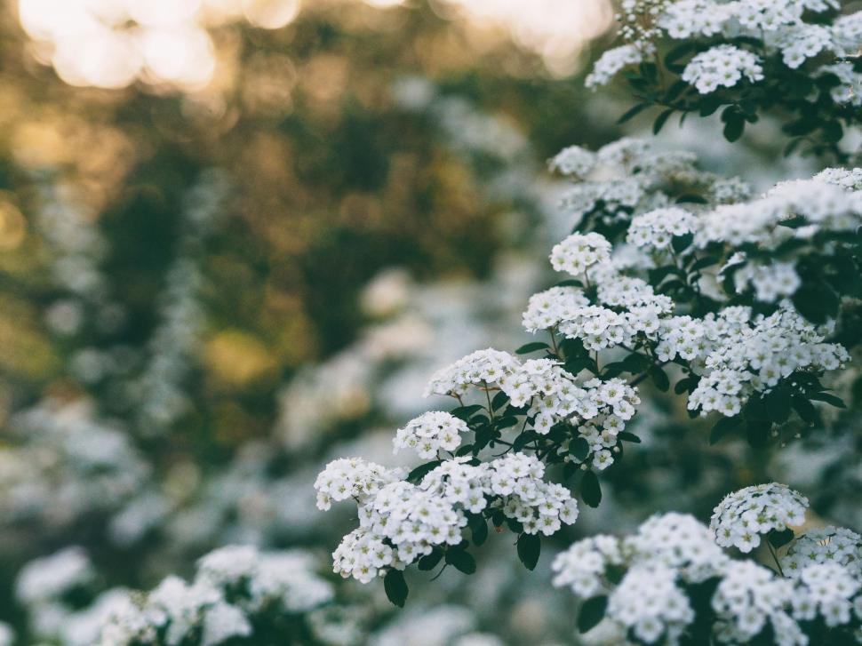 Free Image of A close up of white flowers 