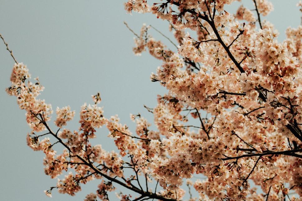Free Image of A tree with pink flowers 