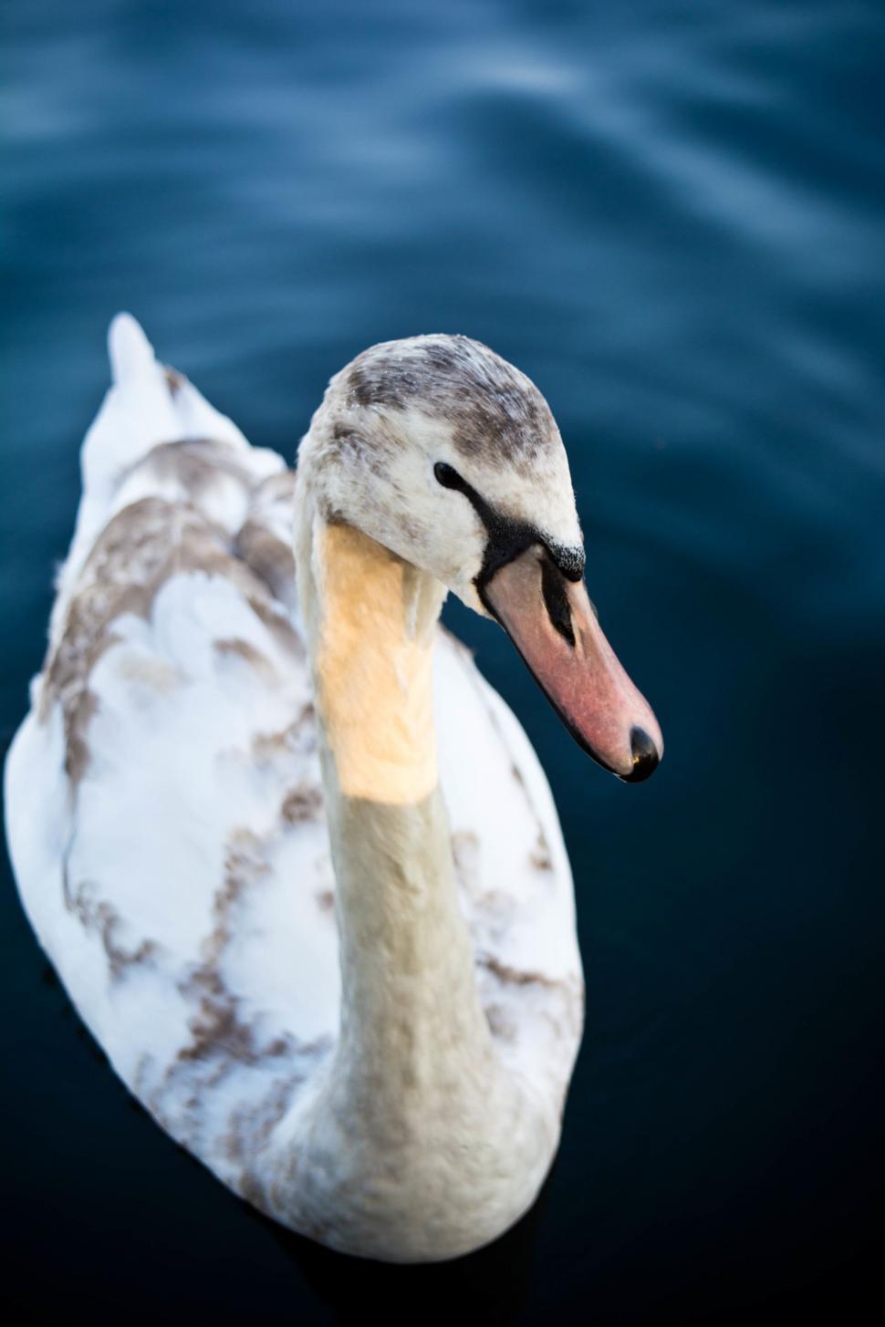 Free Image of A white and brown bird with a long neck 