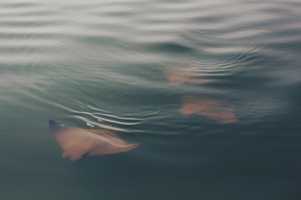 Free Image of A stingray swimming in the water 