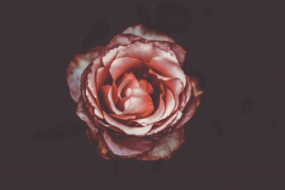 Free Image of A close up of a rose 