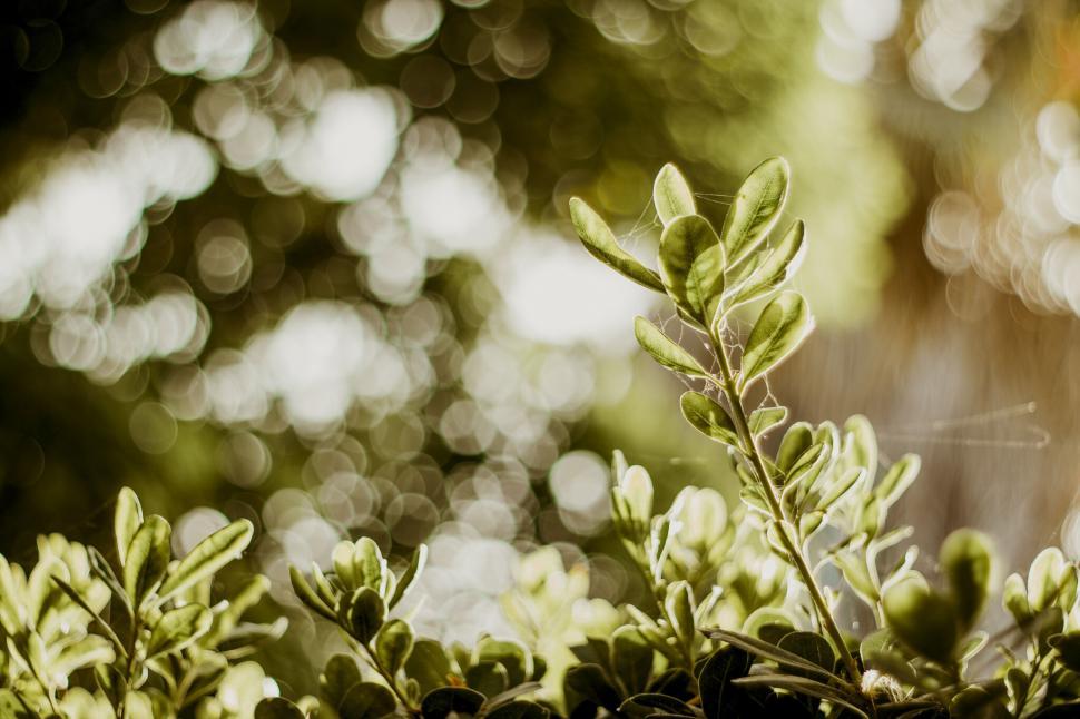 Free Image of A close up of a plant 