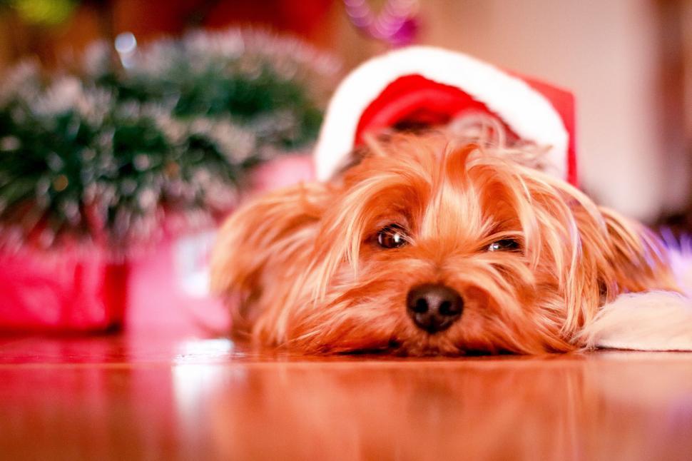 Free Image of A dog lying on the floor 