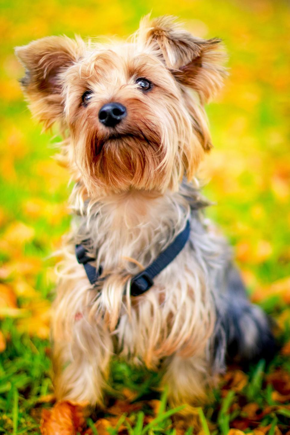 Free Image of A dog sitting in the grass 