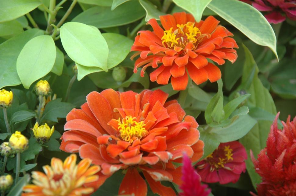 Free Image of Flowers - Zinnias 