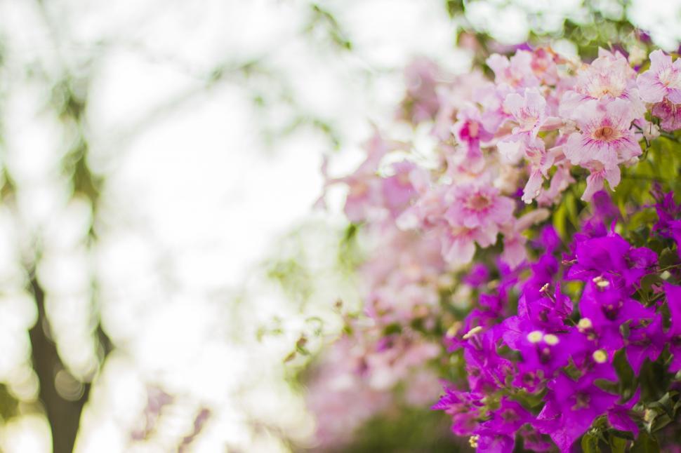Free Image of A close up of purple flowers 
