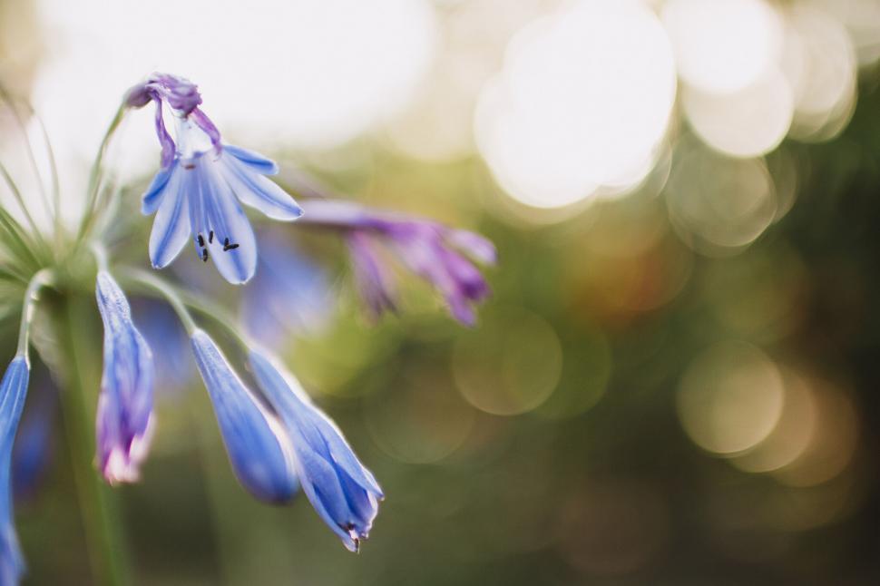 Free Image of A close up of a flower 