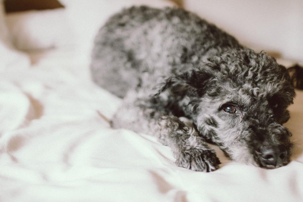 Free Image of A dog lying on a bed 