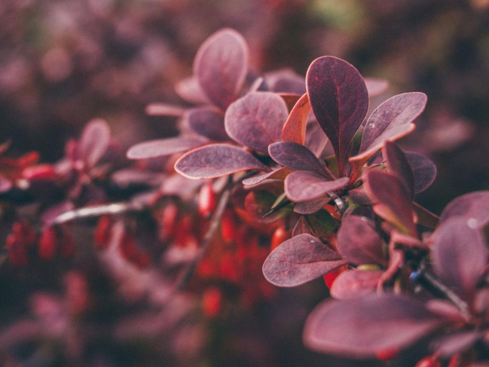 Free Image of A close up of purple leaves 