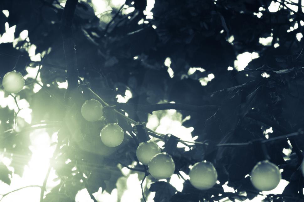 Free Image of A tree with lights on it 