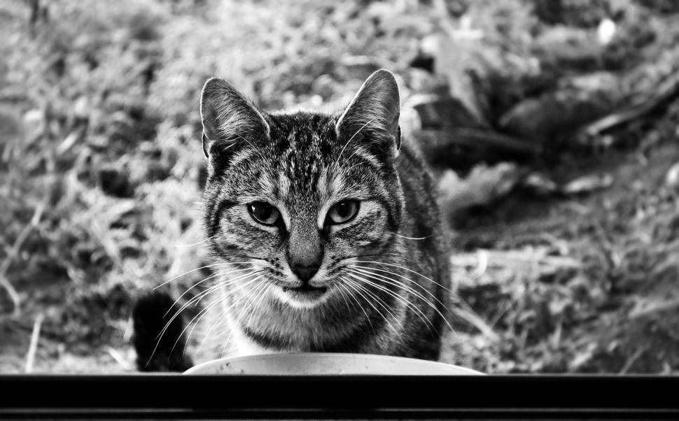 Free Image of A cat looking at the camera 