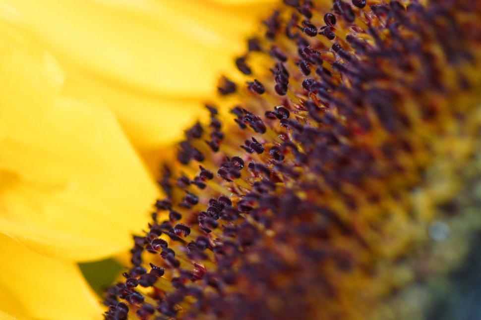 Free Image of Flower Detail 
