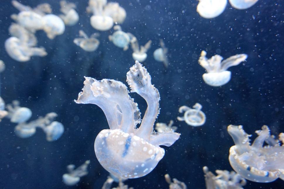 Free Image of A group of jellyfish swimming in water 