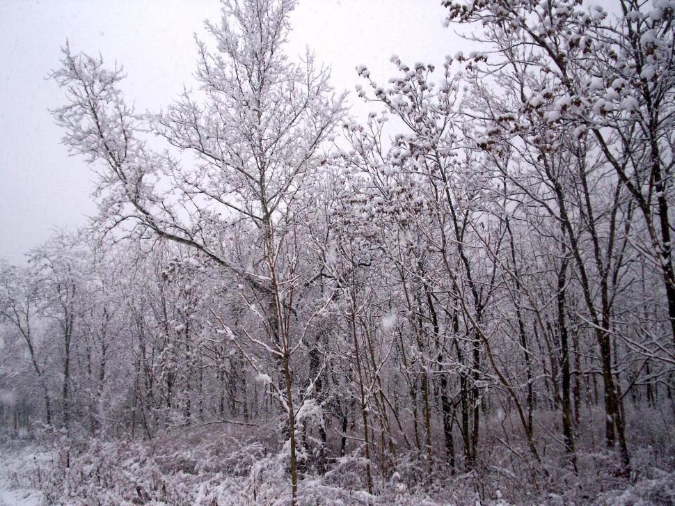 Free Image of First snow 