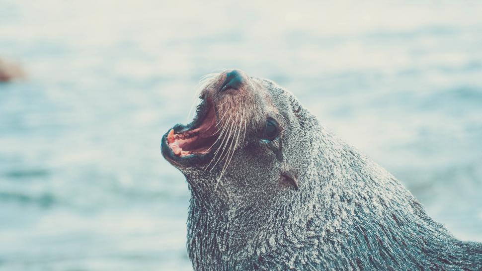Free Image of A seal with its mouth open 