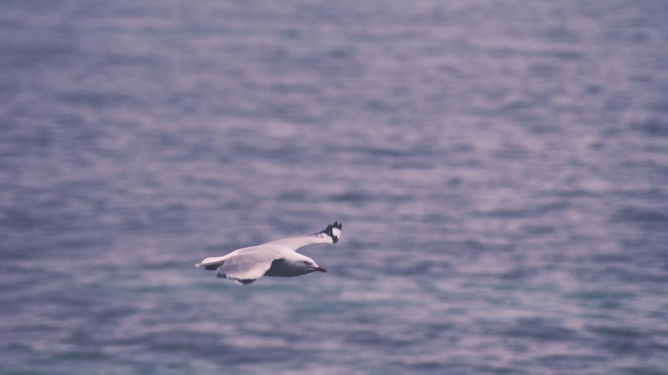 Free Image of A bird flying over water 