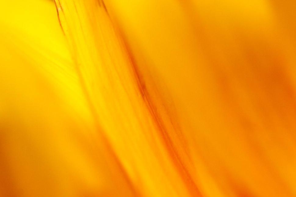 Free Image of Flower Petal Background 