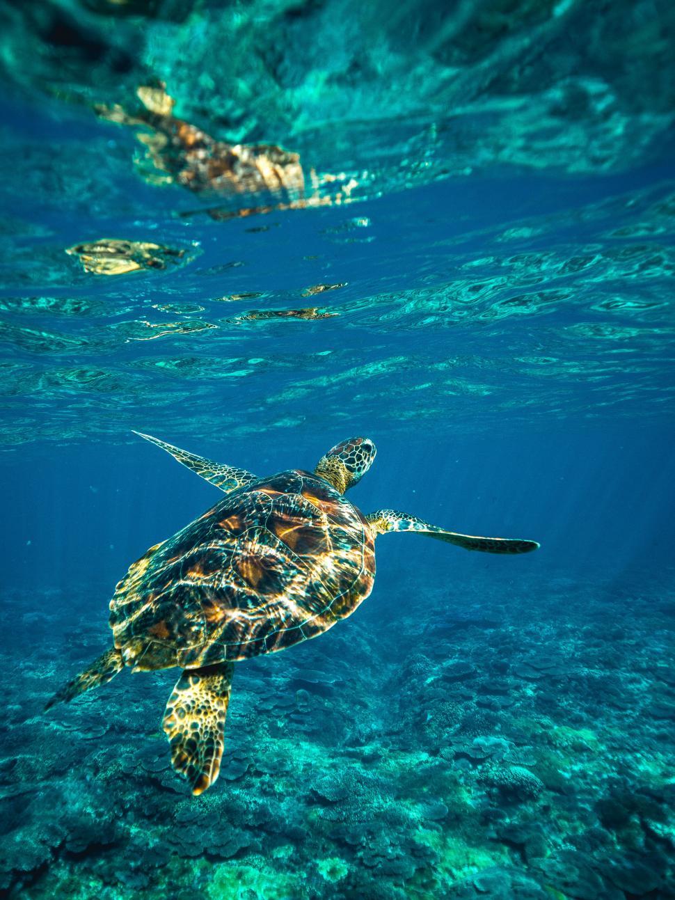 Free Image of A turtle swimming in the water 