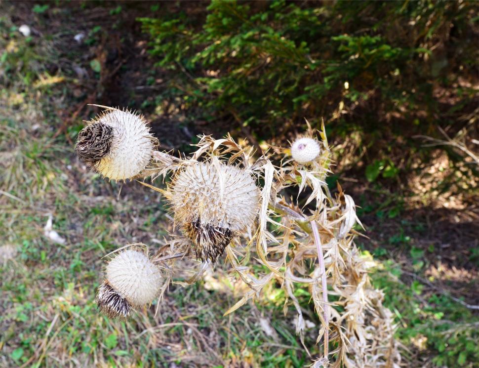 Free Image of A plant with white flowers 