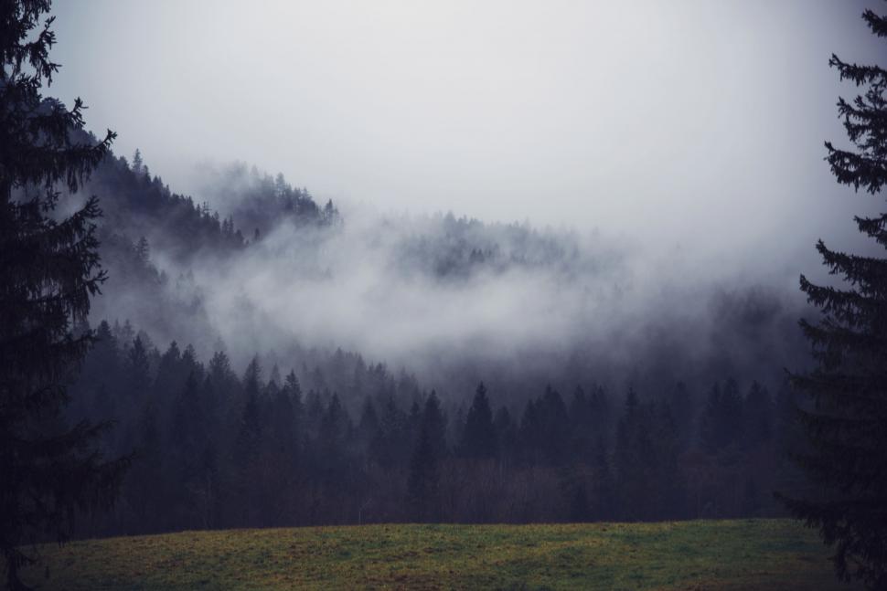 Free Image of A foggy forest with trees 