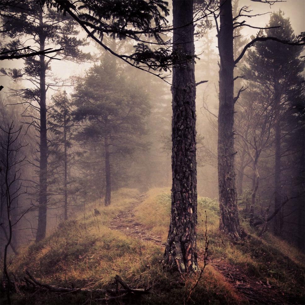 Free Image of A trail through a forest 