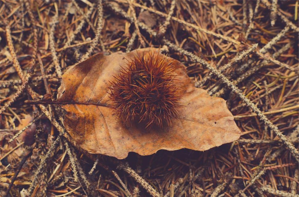 Free Image of A brown leaf on a brown surface 