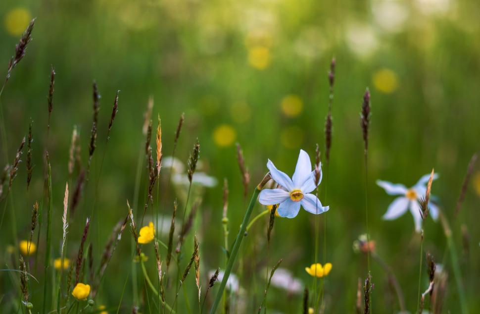 Free Image of A close up of flowers 