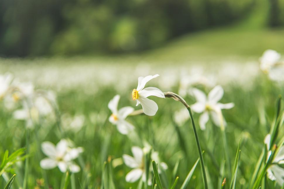 Free Image of A close up of a flower 