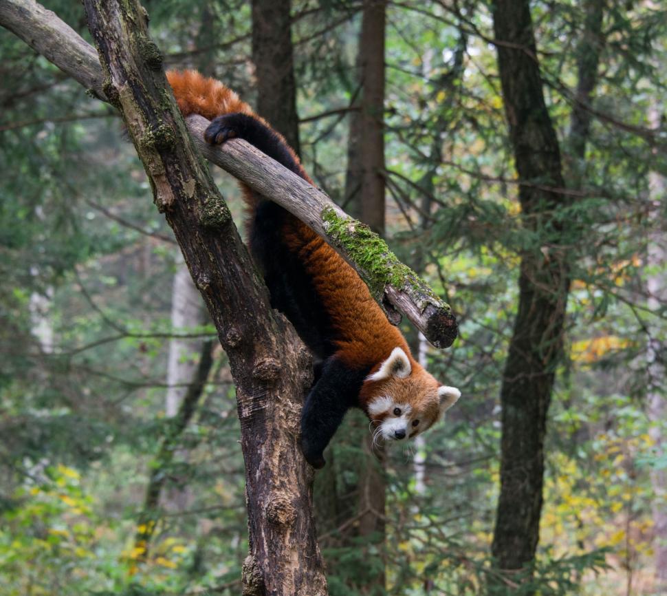 Free Image of A red panda climbing a tree 