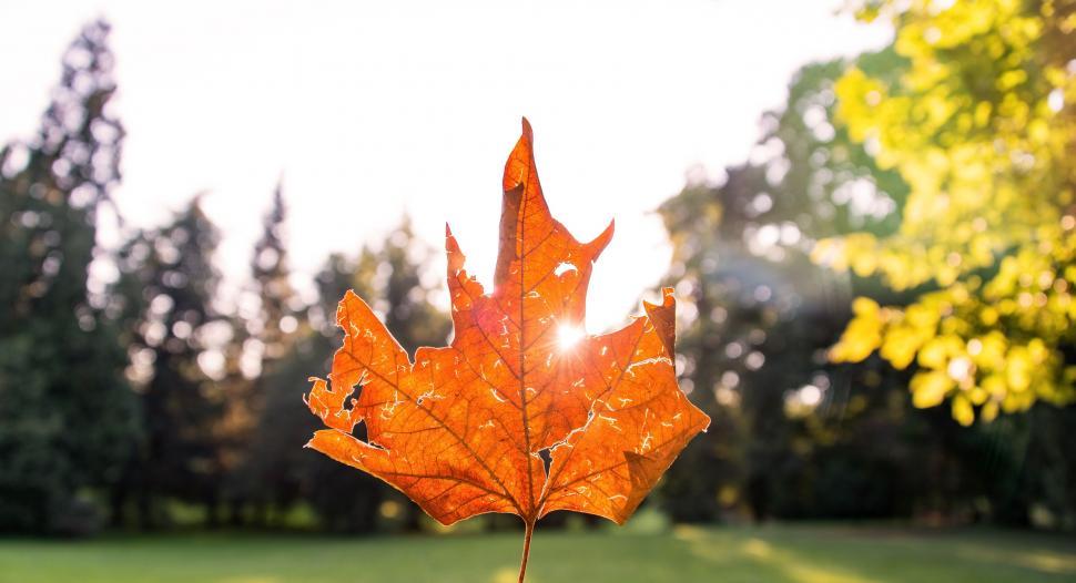 Free Image of A close up of a leaf 