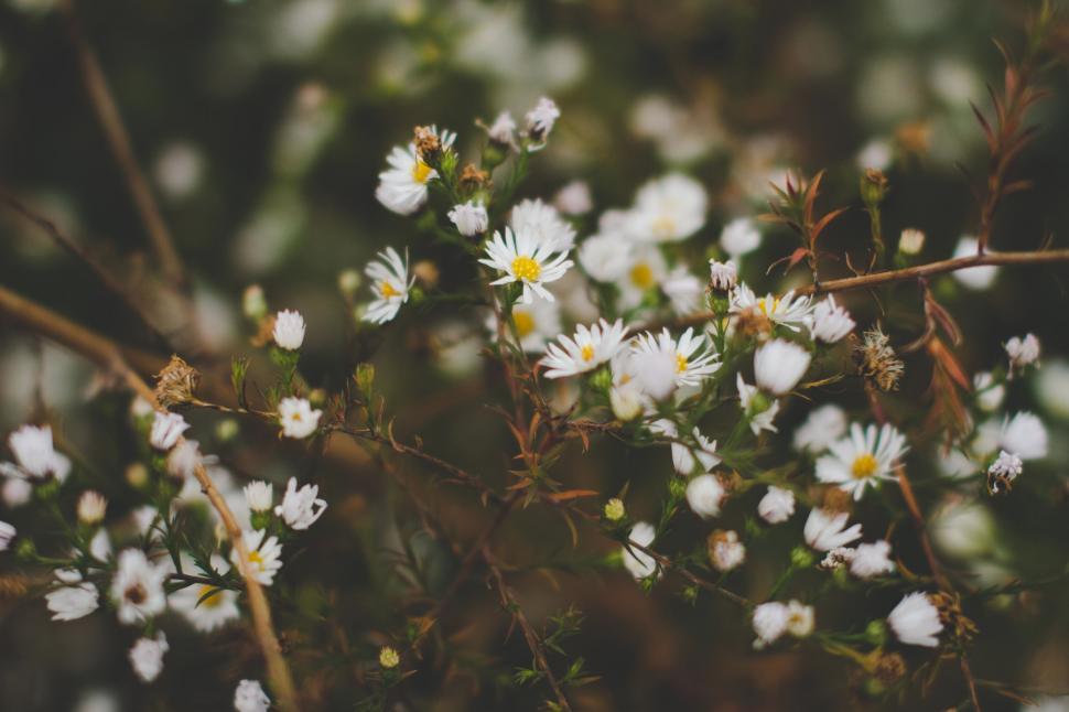 Free Image of A close up of white flowers 