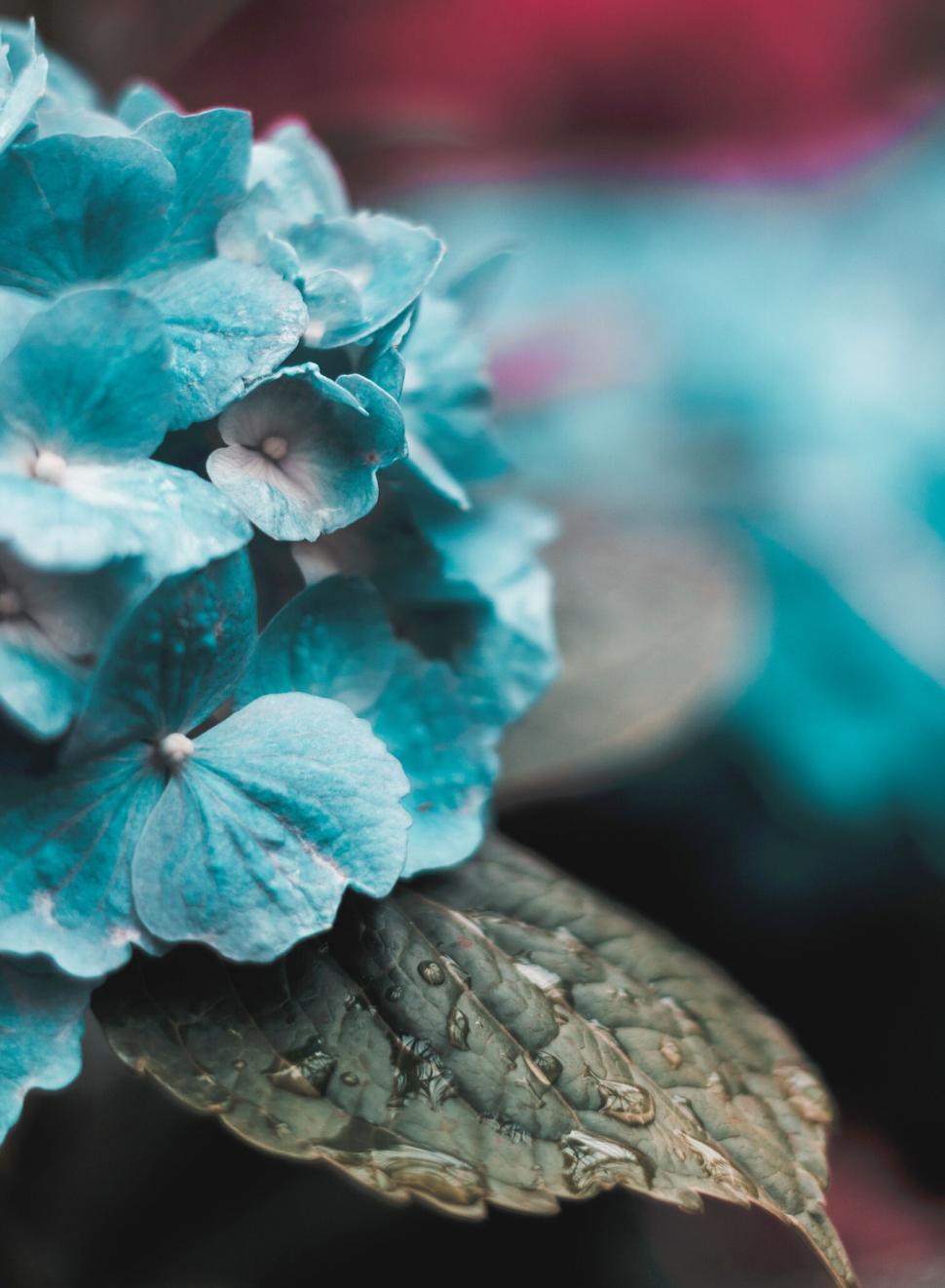 Free Image of A close up of a flower 